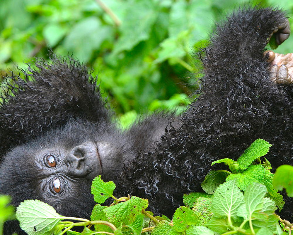 Gorilla Doctors